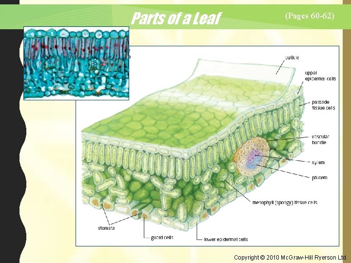 Parts of a Leaf (Pages 60 -62) Copyright © 2010 Mc. Graw-Hill Ryerson Ltd.