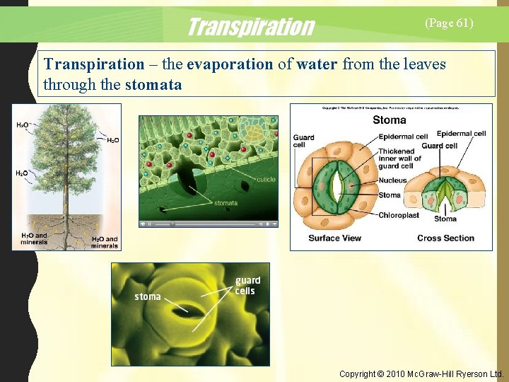 Transpiration (Page 61) Transpiration – the evaporation of water from the leaves through the