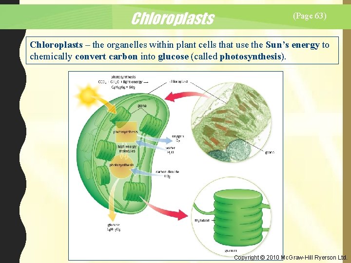 Chloroplasts (Page 63) Chloroplasts – the organelles within plant cells that use the Sun’s