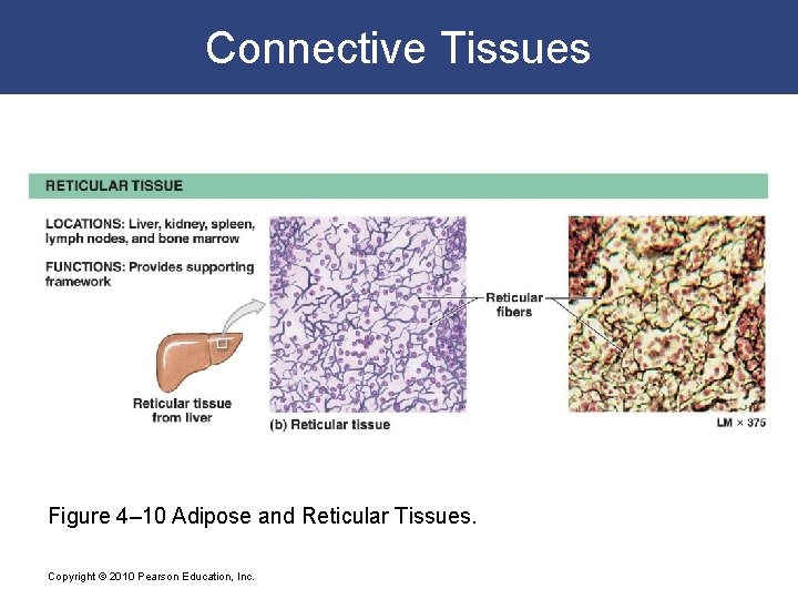 Connective Tissues Figure 4– 10 Adipose and Reticular Tissues. Copyright © 2010 Pearson Education,