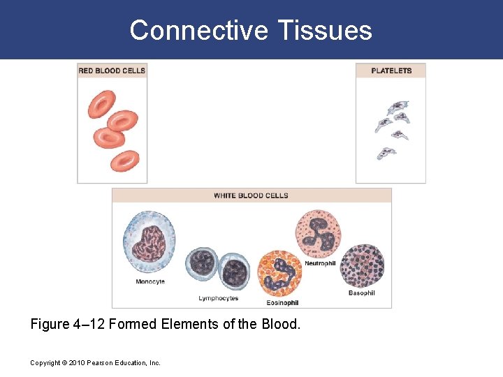 Connective Tissues Figure 4– 12 Formed Elements of the Blood. Copyright © 2010 Pearson