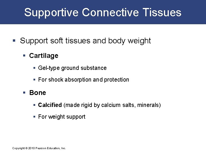 Supportive Connective Tissues § Support soft tissues and body weight § Cartilage § Gel-type