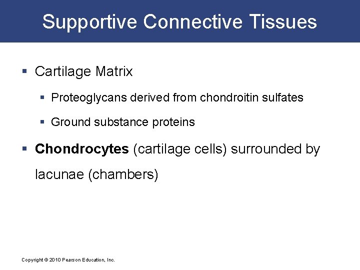 Supportive Connective Tissues § Cartilage Matrix § Proteoglycans derived from chondroitin sulfates § Ground