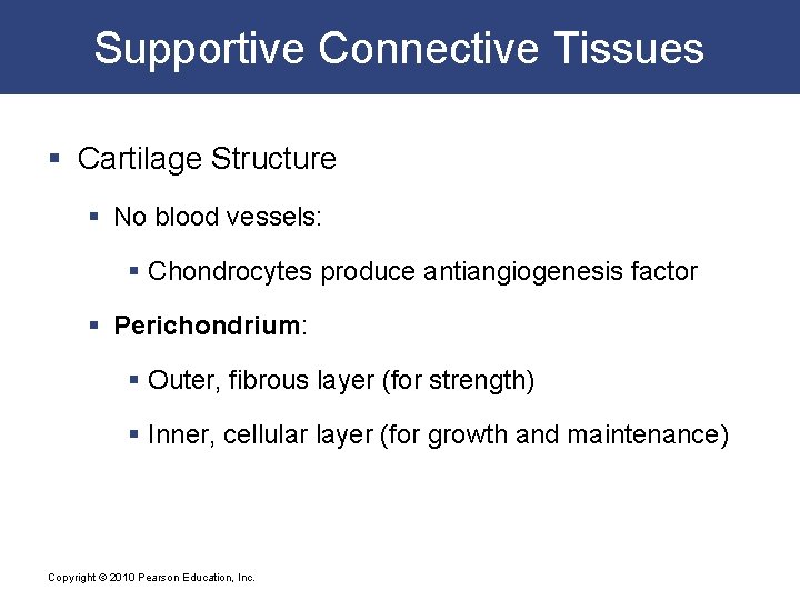 Supportive Connective Tissues § Cartilage Structure § No blood vessels: § Chondrocytes produce antiangiogenesis