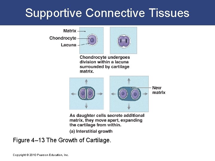 Supportive Connective Tissues Figure 4– 13 The Growth of Cartilage. Copyright © 2010 Pearson