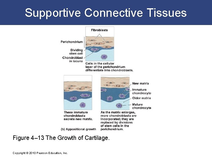 Supportive Connective Tissues Figure 4– 13 The Growth of Cartilage. Copyright © 2010 Pearson