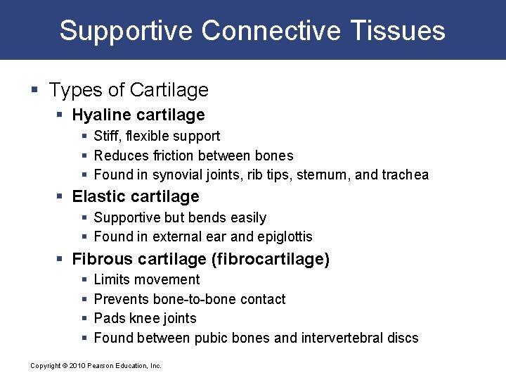 Supportive Connective Tissues § Types of Cartilage § Hyaline cartilage § Stiff, flexible support
