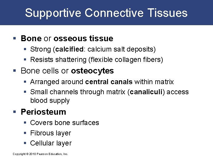 Supportive Connective Tissues § Bone or osseous tissue § Strong (calcified: calcium salt deposits)