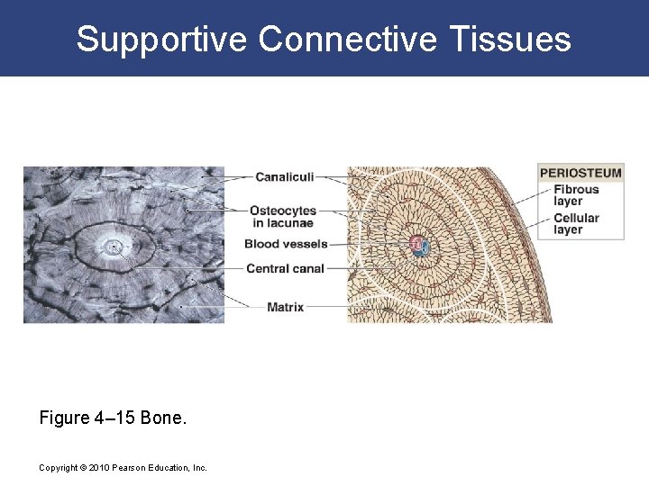 Supportive Connective Tissues Figure 4– 15 Bone. Copyright © 2010 Pearson Education, Inc. 