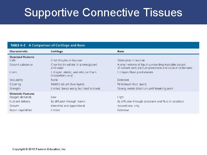 Supportive Connective Tissues Copyright © 2010 Pearson Education, Inc. 