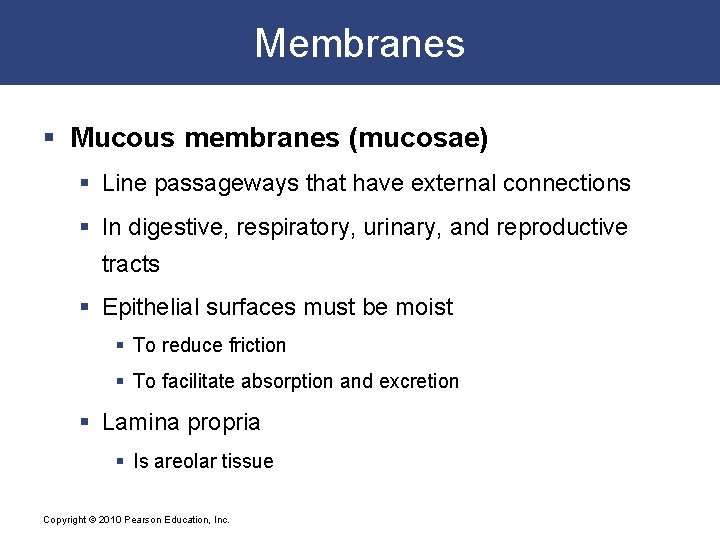 Membranes § Mucous membranes (mucosae) § Line passageways that have external connections § In