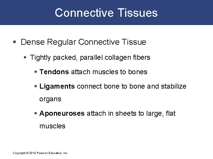 Connective Tissues § Dense Regular Connective Tissue § Tightly packed, parallel collagen fibers §