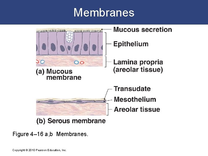 Membranes Figure 4– 16 a, b Membranes. Copyright © 2010 Pearson Education, Inc. 