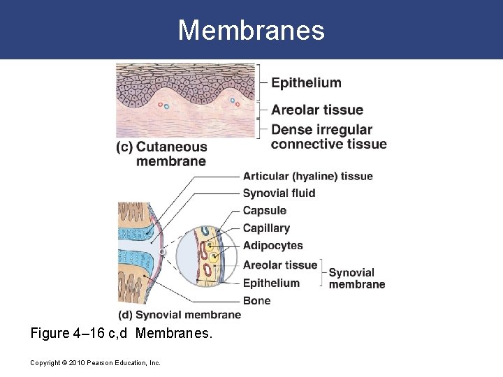 Membranes Figure 4– 16 c, d Membranes. Copyright © 2010 Pearson Education, Inc. 