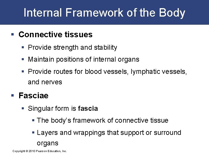 Internal Framework of the Body § Connective tissues § Provide strength and stability §