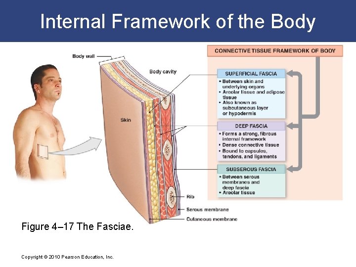 Internal Framework of the Body Figure 4– 17 The Fasciae. Copyright © 2010 Pearson
