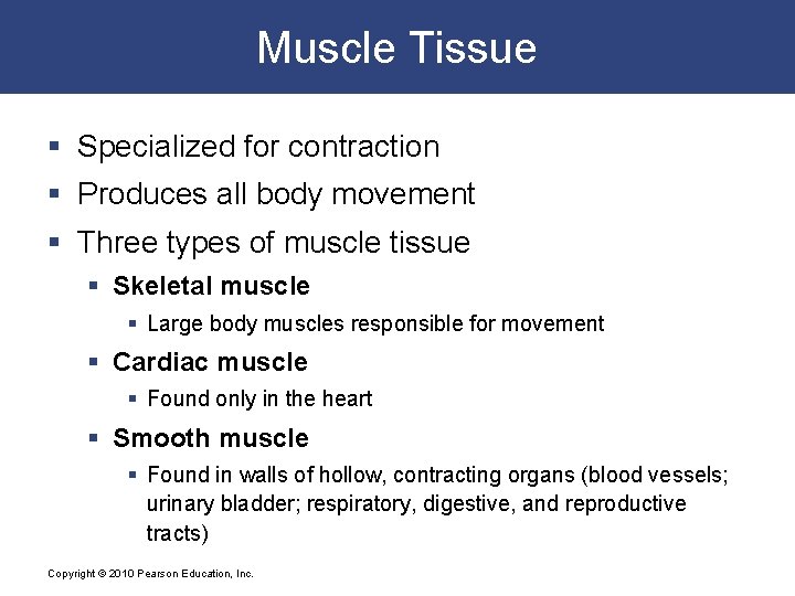 Muscle Tissue § Specialized for contraction § Produces all body movement § Three types