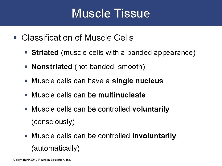 Muscle Tissue § Classification of Muscle Cells § Striated (muscle cells with a banded