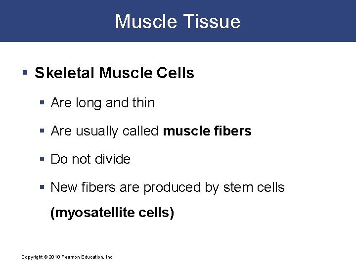 Muscle Tissue § Skeletal Muscle Cells § Are long and thin § Are usually