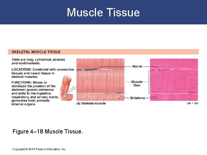 Muscle Tissue Figure 4– 18 Muscle Tissue. Copyright © 2010 Pearson Education, Inc. 