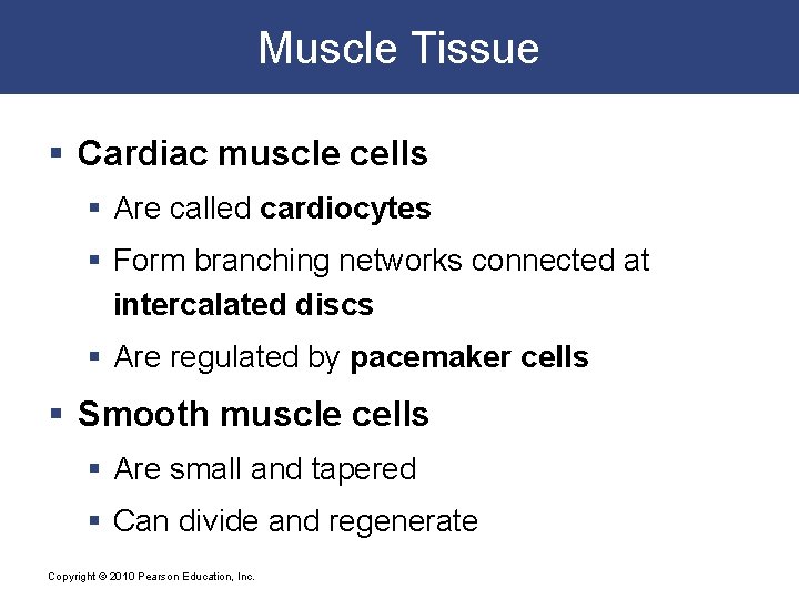 Muscle Tissue § Cardiac muscle cells § Are called cardiocytes § Form branching networks