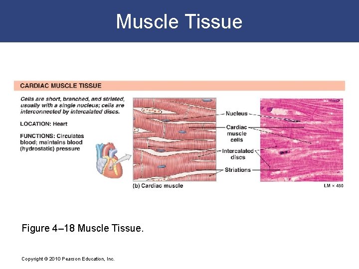 Muscle Tissue Figure 4– 18 Muscle Tissue. Copyright © 2010 Pearson Education, Inc. 