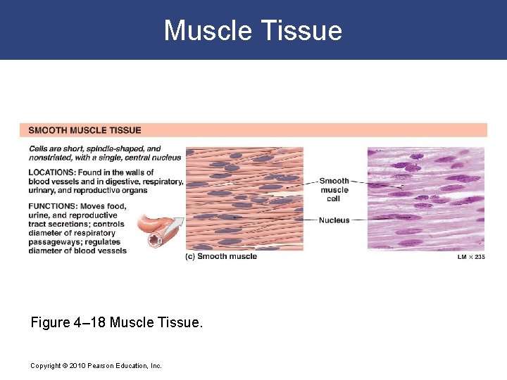 Muscle Tissue Figure 4– 18 Muscle Tissue. Copyright © 2010 Pearson Education, Inc. 