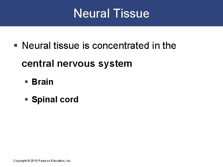 Neural Tissue § Neural tissue is concentrated in the central nervous system § Brain