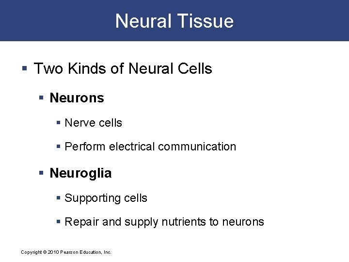 Neural Tissue § Two Kinds of Neural Cells § Neurons § Nerve cells §