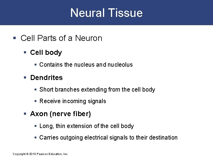Neural Tissue § Cell Parts of a Neuron § Cell body § Contains the