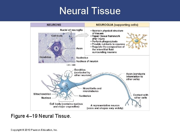 Neural Tissue Figure 4– 19 Neural Tissue. Copyright © 2010 Pearson Education, Inc. 