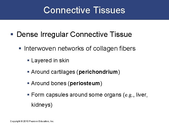 Connective Tissues § Dense Irregular Connective Tissue § Interwoven networks of collagen fibers §