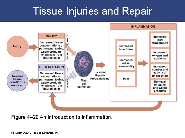 Tissue Injuries and Repair Figure 4– 20 An Introduction to Inflammation. Copyright © 2010