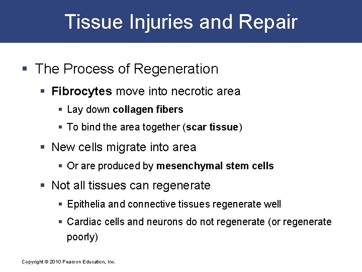 Tissue Injuries and Repair § The Process of Regeneration § Fibrocytes move into necrotic