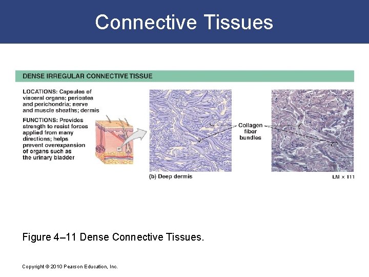Connective Tissues Figure 4– 11 Dense Connective Tissues. Copyright © 2010 Pearson Education, Inc.