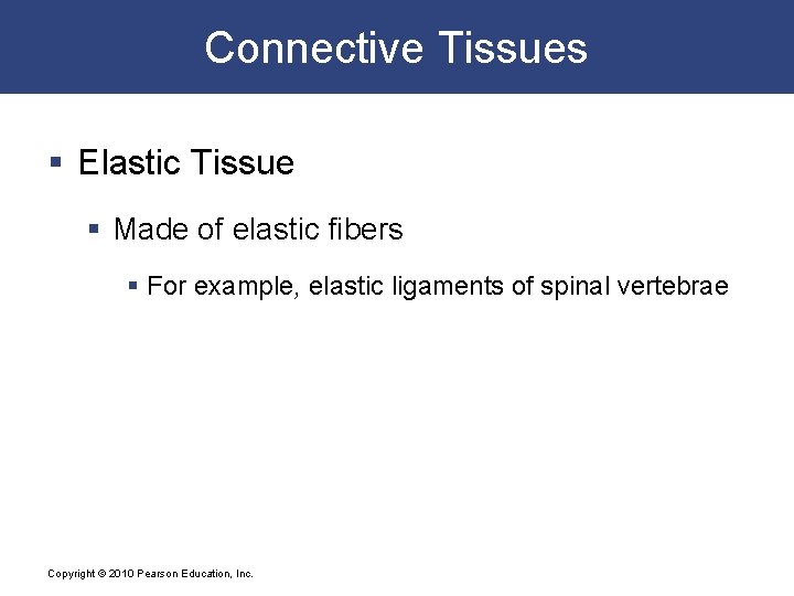 Connective Tissues § Elastic Tissue § Made of elastic fibers § For example, elastic