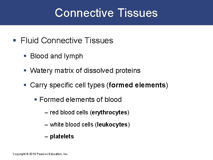Connective Tissues § Fluid Connective Tissues § Blood and lymph § Watery matrix of