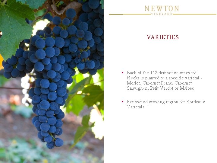 VARIETIES § Each of the 112 distinctive vineyard blocks is planted to a specific VARIETIES § Each of the 112 distinctive vineyard blocks is planted to a specific