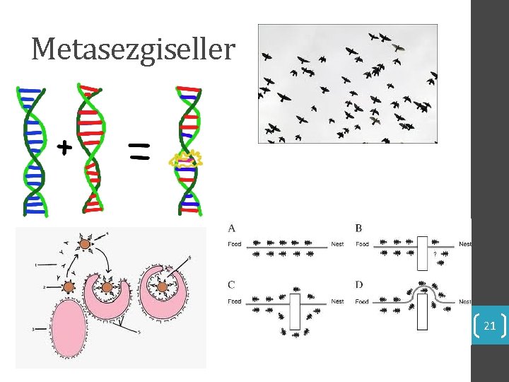 Metasezgiseller 21 Metasezgiseller 21