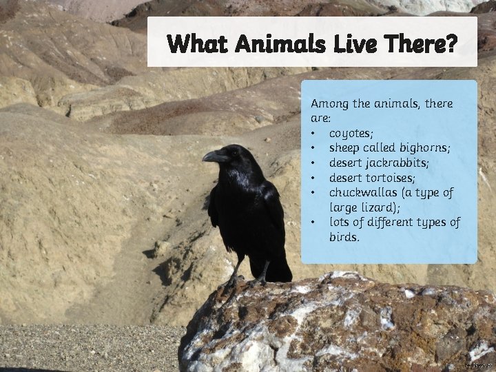 What Animals Live There? Among the animals, there are: • coyotes; • sheep called