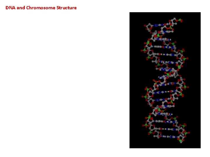 DNA and Chromosome Structure 