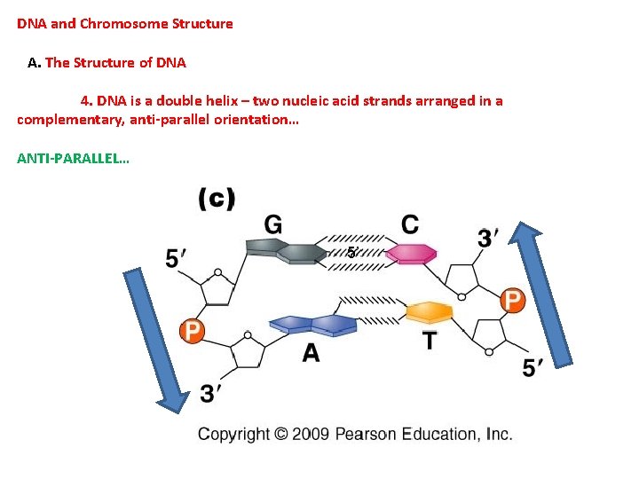 DNA and Chromosome Structure A. The Structure of DNA 4. DNA is a double