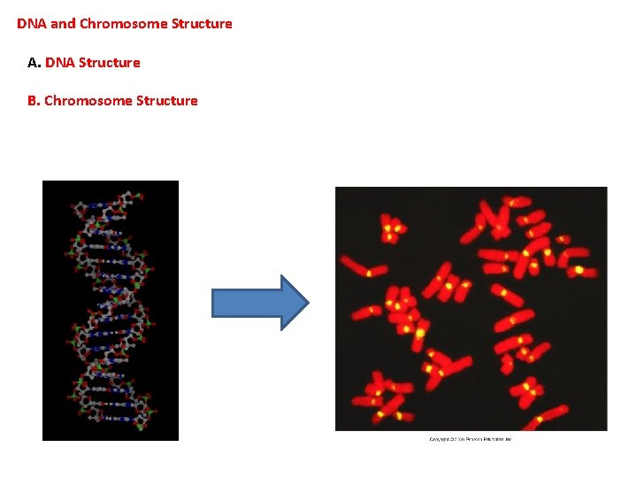 DNA and Chromosome Structure A. DNA Structure B. Chromosome Structure 