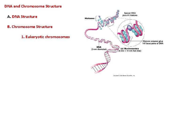 DNA and Chromosome Structure A. DNA Structure B. Chromosome Structure 1. Eukaryotic chromosomes 