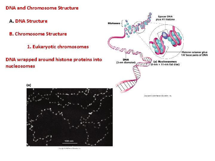 DNA and Chromosome Structure A. DNA Structure B. Chromosome Structure 1. Eukaryotic chromosomes DNA