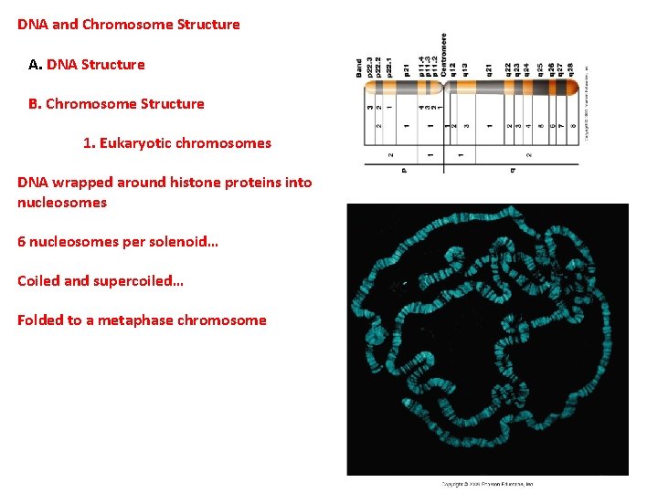 DNA and Chromosome Structure A. DNA Structure B. Chromosome Structure 1. Eukaryotic chromosomes DNA