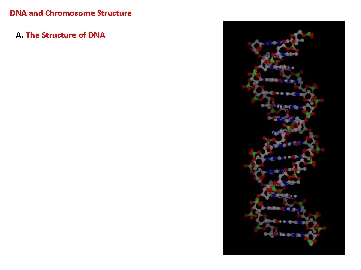 DNA and Chromosome Structure A. The Structure of DNA 