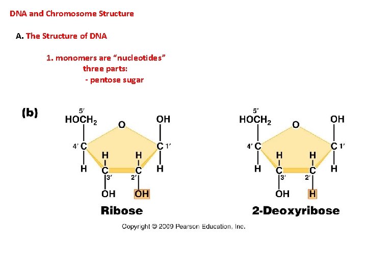 DNA and Chromosome Structure A. The Structure of DNA 1. monomers are “nucleotides” three