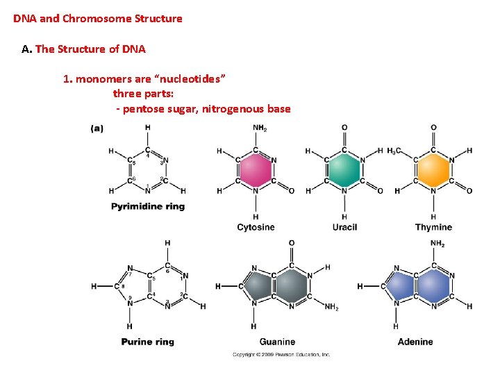 DNA and Chromosome Structure A. The Structure of DNA 1. monomers are “nucleotides” three