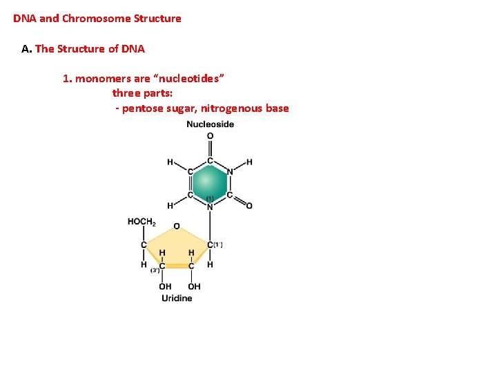 DNA and Chromosome Structure A. The Structure of DNA 1. monomers are “nucleotides” three